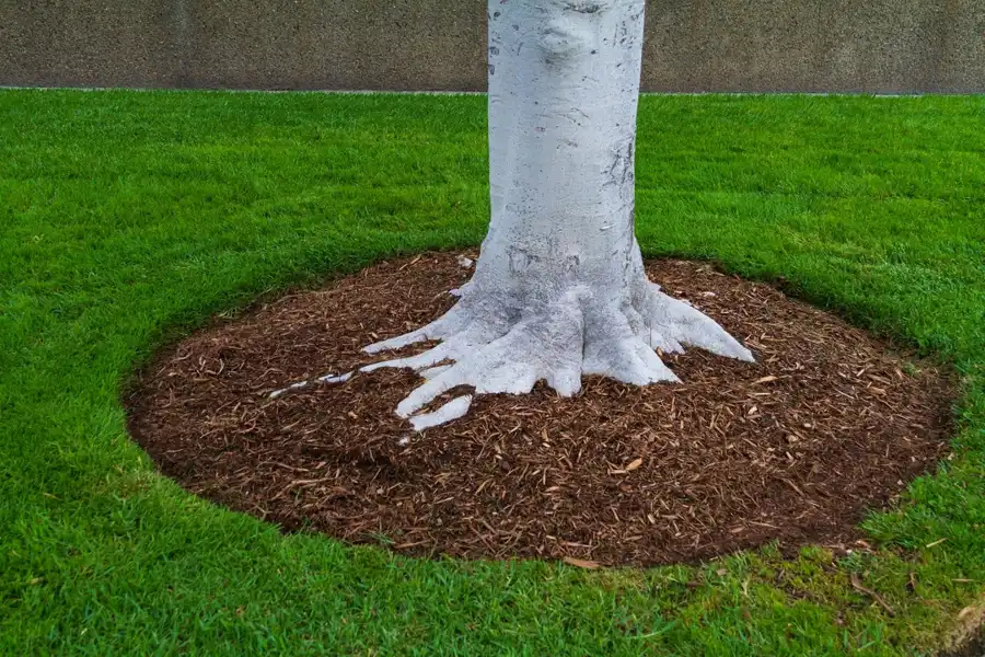 How Mulching Fits Into Your Landscape Maintenance Routine in Jacksonville, FL How Mulching Fits Into Your Landscape Maintenance Routine in Jacksonville, FL