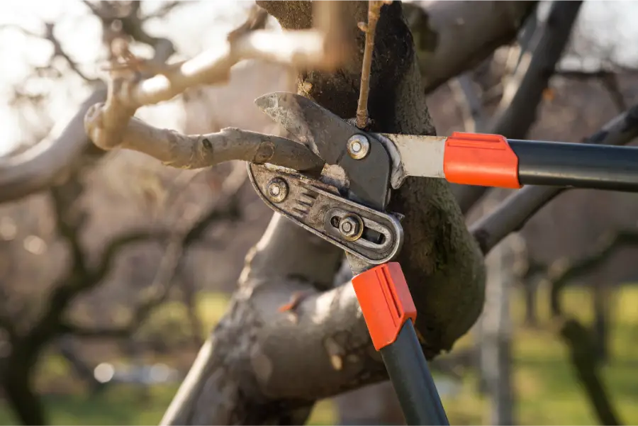 How Proper Tree Pruning Improves Growth and Longevity Jacksonville, FL