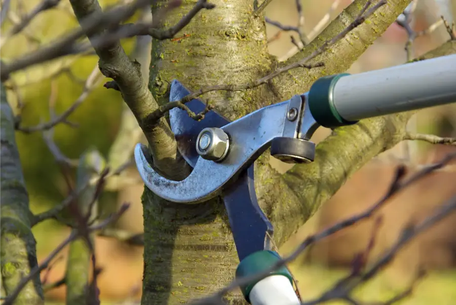 How Proper Tree Pruning Improves Growth and Longevity in Jacksonville, FL