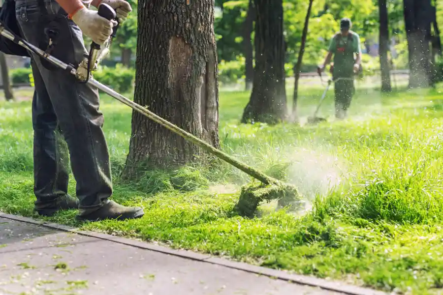 How to Maintain a Balanced Landscape for Tree Health and Safety in Jacksonville, FL How to Maintain a Balanced Landscape for Tree Health and Safety in Jacksonville, FL