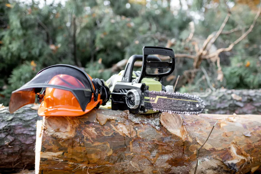 Professional Tree Company in Jacksonville, FL Professional Tree Company in Jacksonville, FL
