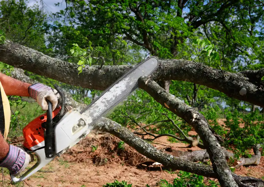 Tree Trimming
