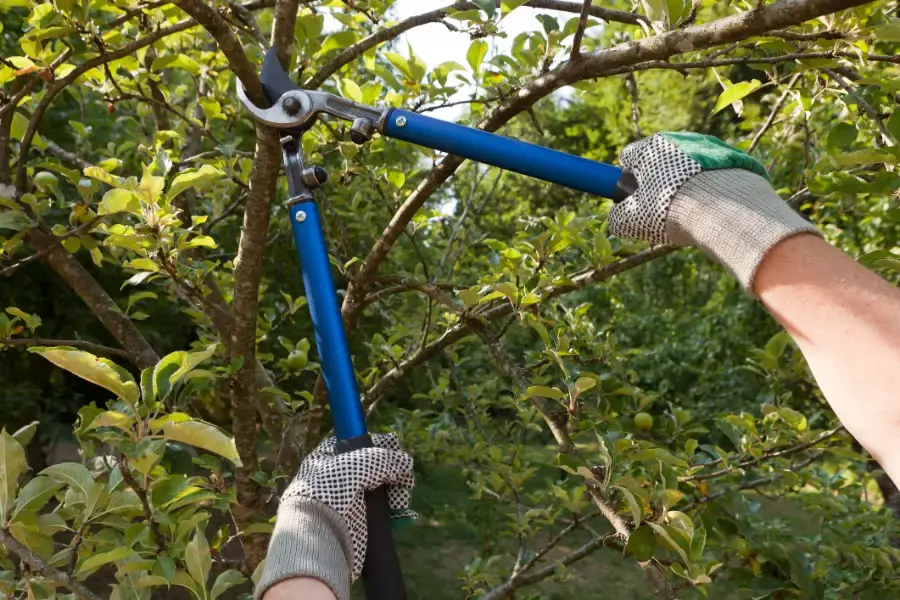 When Tree Trimming Improves Property Safety Jacksonville, FL