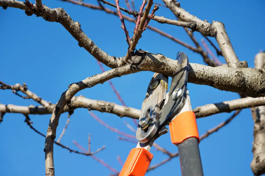 When Tree Trimming Improves Property Safety in Jacksonville, FL