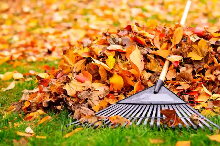 Affordable Landscape Maintenance in Jacksonville, FL