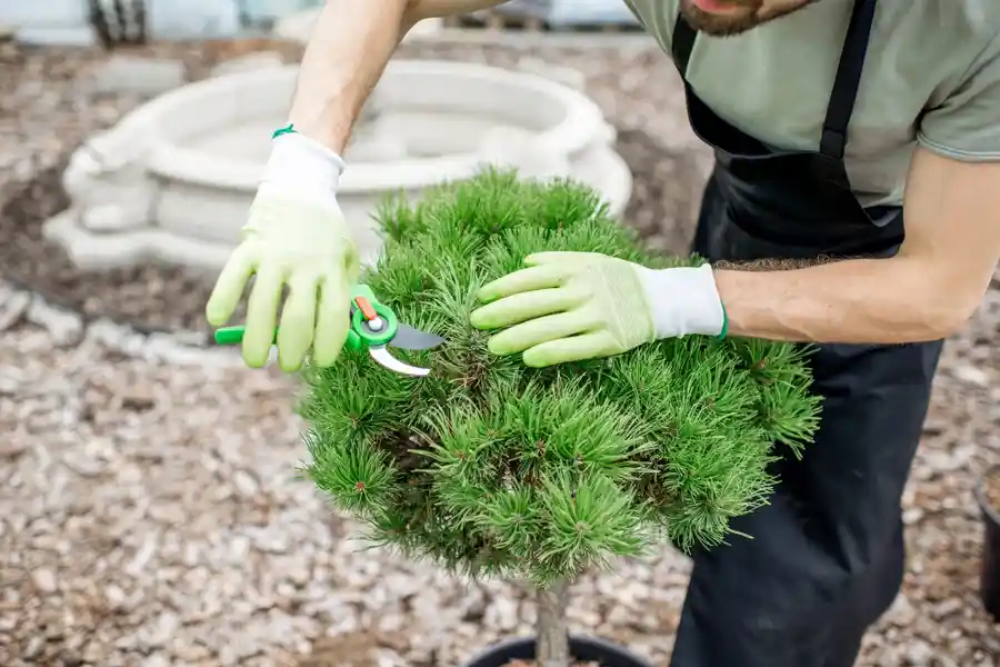 Dependable Bush Trimming in Jacksonville, FL Dependable Bush Trimming in Jacksonville, FL