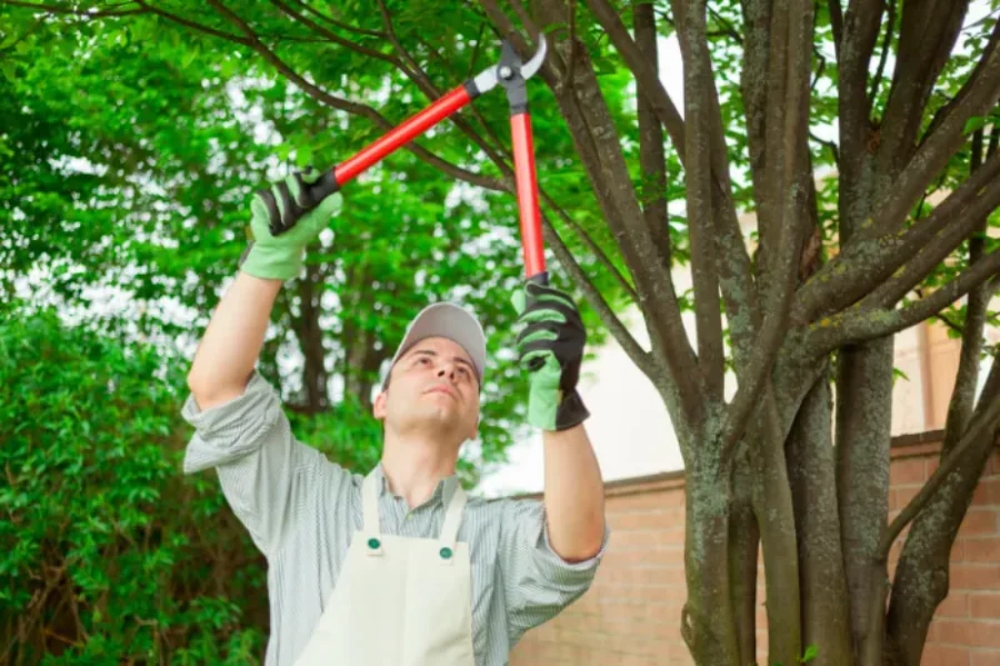 Expert Tree Trimming in Jacksonville, FL