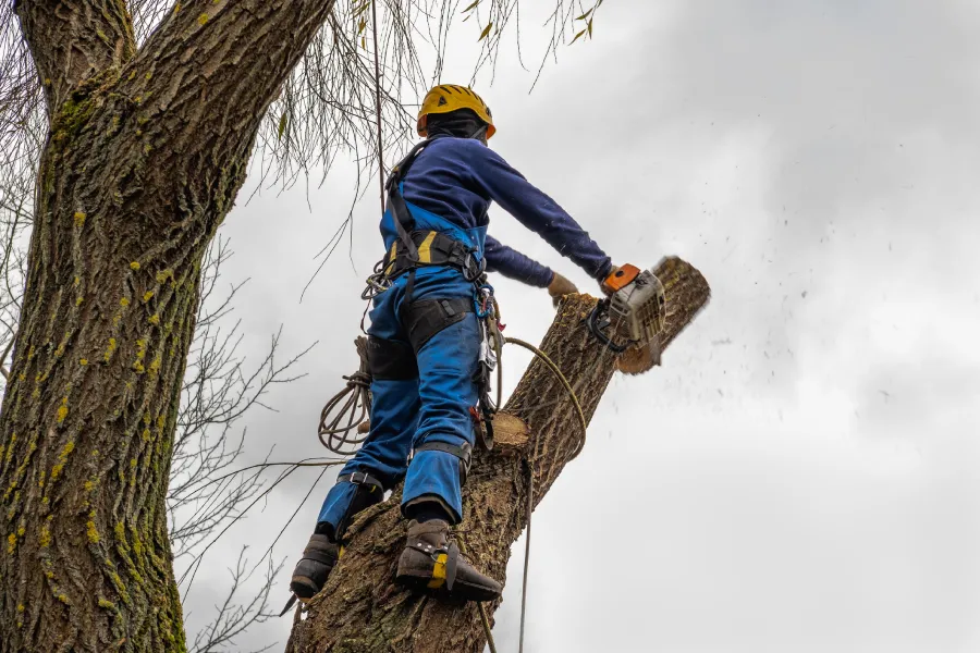 Outstanding Tree Trimming in Jacksonville, FL